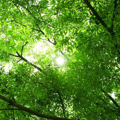 tree-woods_00001